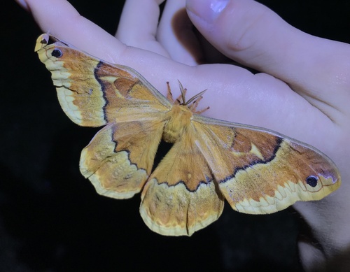 Sweetbay Silkmoth photo 5