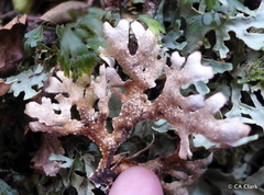 Pseudocyphellaria homoeophylla