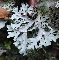 Pseudocyphellaria homoeophylla