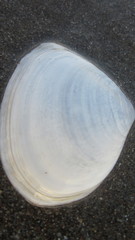 Tellinidae