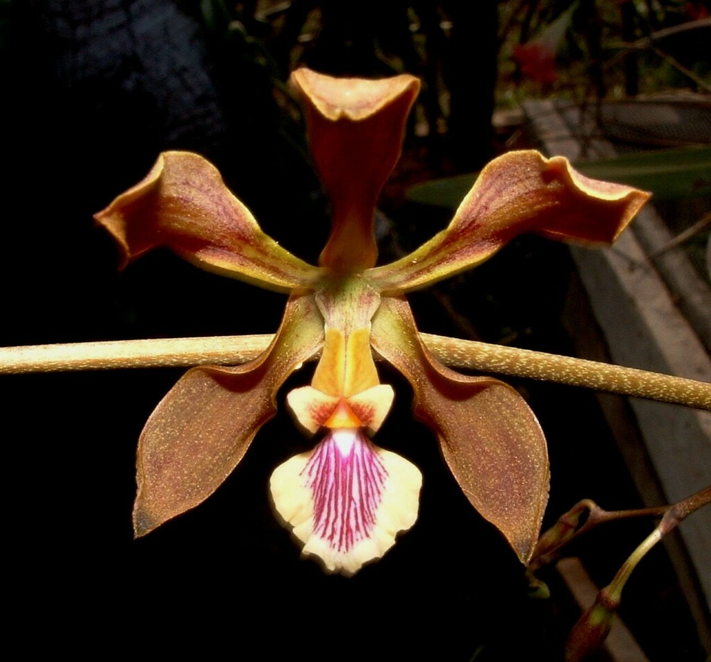 Encyclia chiapasensis Withner & D.G.Hunt