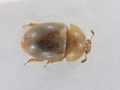Cychramus luteus