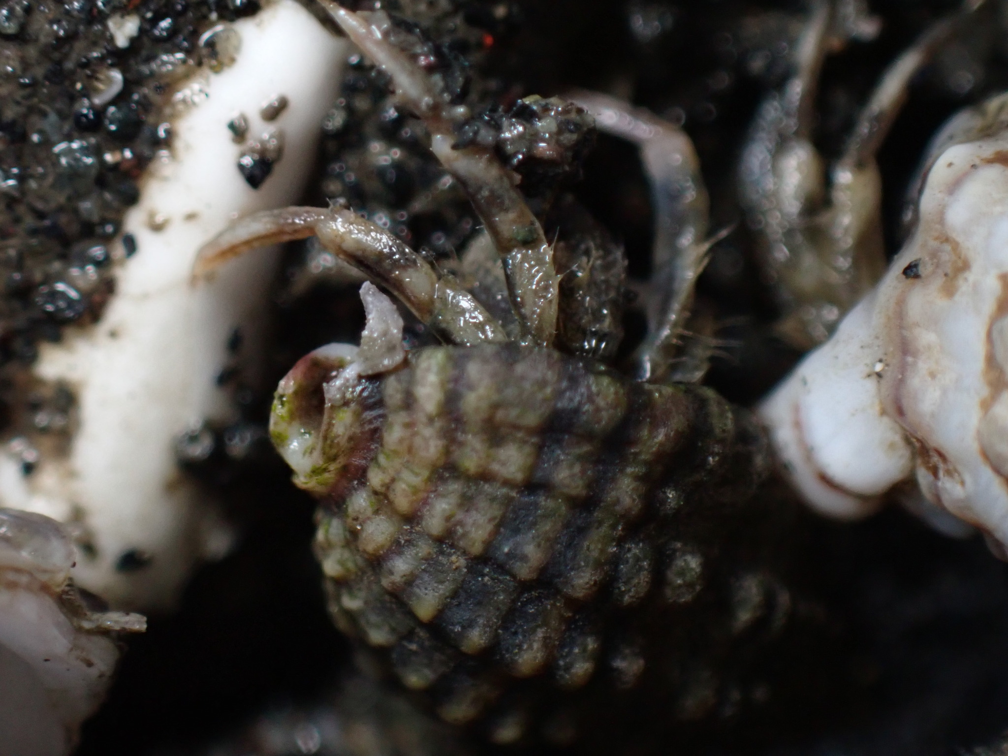 Pagurus minutus Hess, 1865