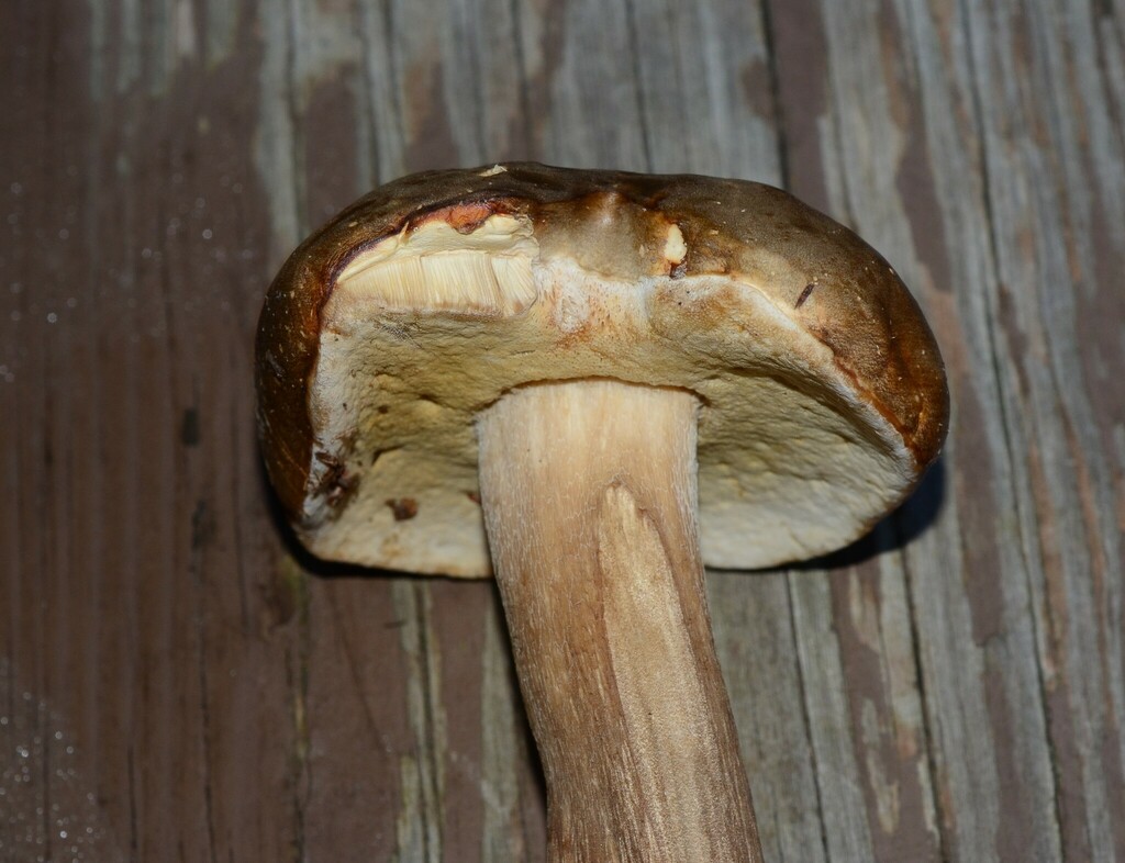 Boletus variipes fagicola from Beall Trail, Canaan Valley National