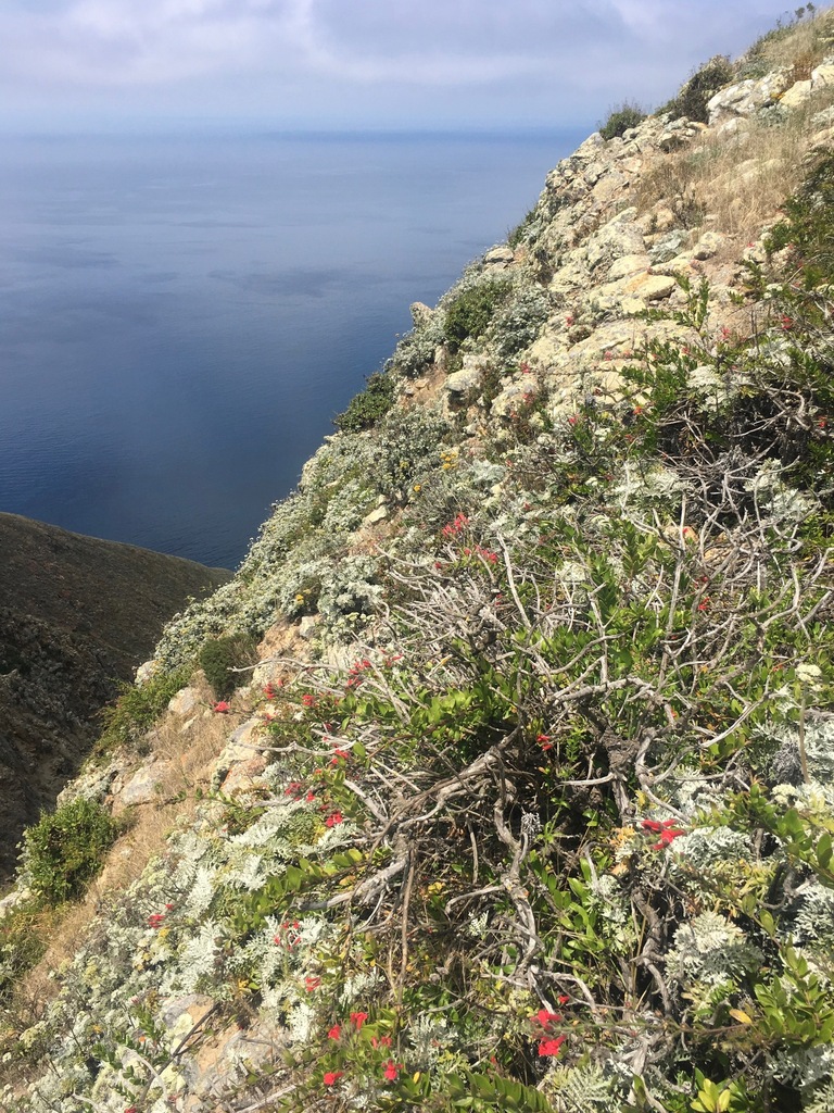 Gambelia speciosa, Los Angeles County, CA, USA