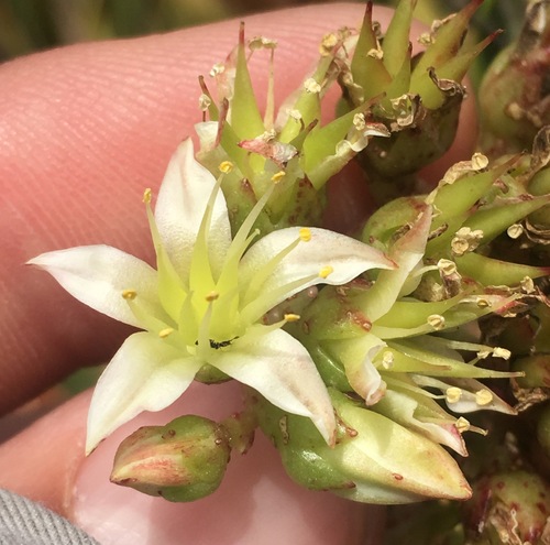 Bright Green Dudleya