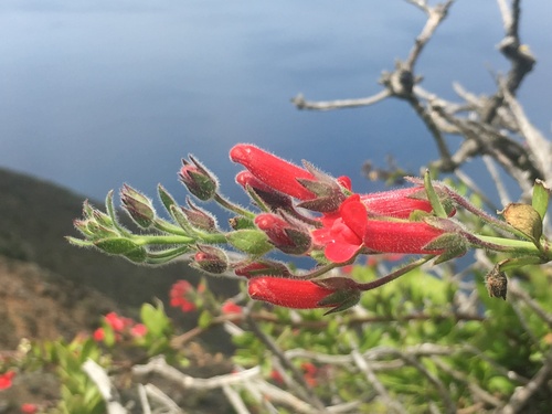 Gambelia speciosa
