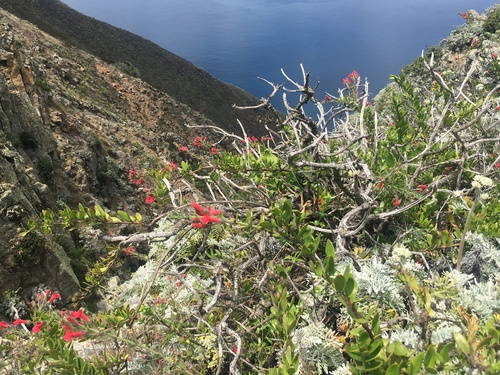 Gambelia speciosa