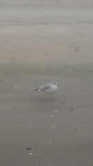 Larus delawarensis