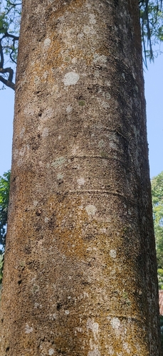 Acrocarpus fraxinifolius, photograph 2