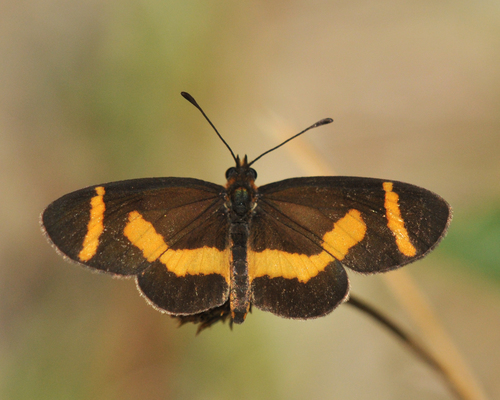 Elf Butterfly photo 4