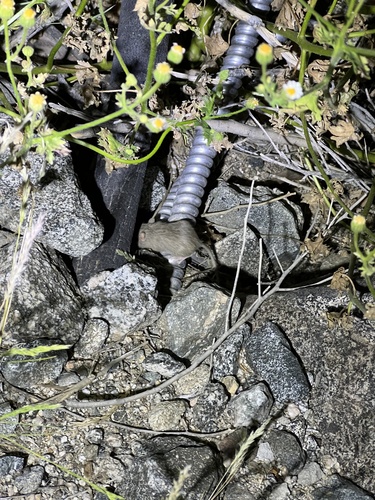iNaturalist observation photo of Spiny Pocket Mouse