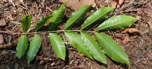 Acrocarpus fraxinifolius, photograph 3