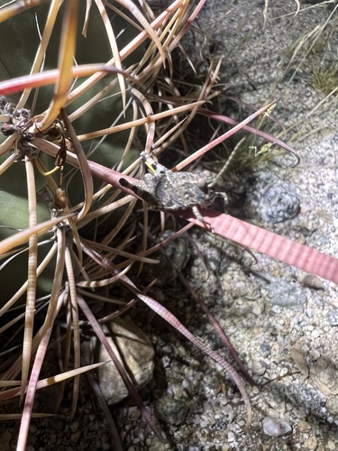 iNaturalist observation photo of Pallid-winged Grasshopper