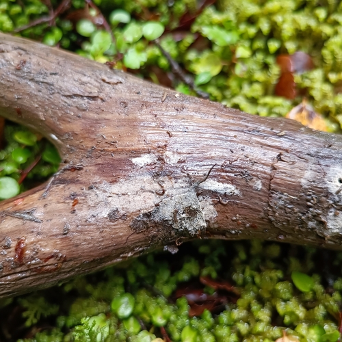 Botryobasidium bondarcevii