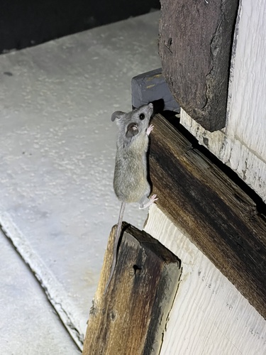 iNaturalist observation photo of Cactus Deermouse