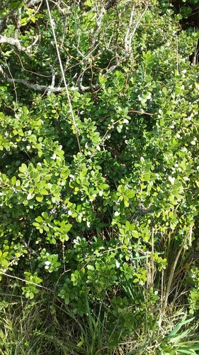 Image of Melicytus orarius by no rights reserved