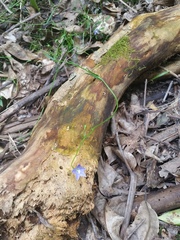 Wahlenbergia violacea