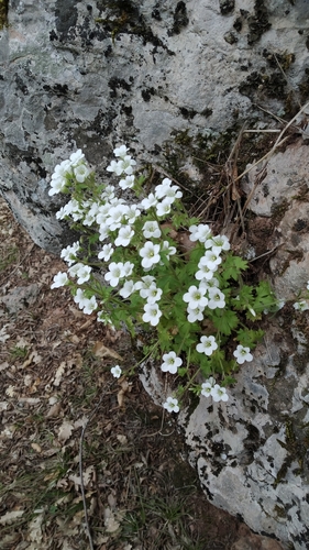 Fountain Saxifrage (Saxifraga irrigua)