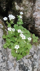 Saxifraga irrigua, photograph (c) Sergey Cherkasov, some rights reserved (CC BY)