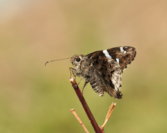 Codatractus arizonensis