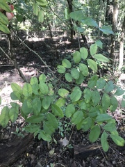 Styphnolobium affine