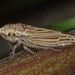 Graphocephala gothica - Photo (c) Jason M Crockwell, some rights reserved (CC BY-NC-ND), uploaded by Jason M Crockwell