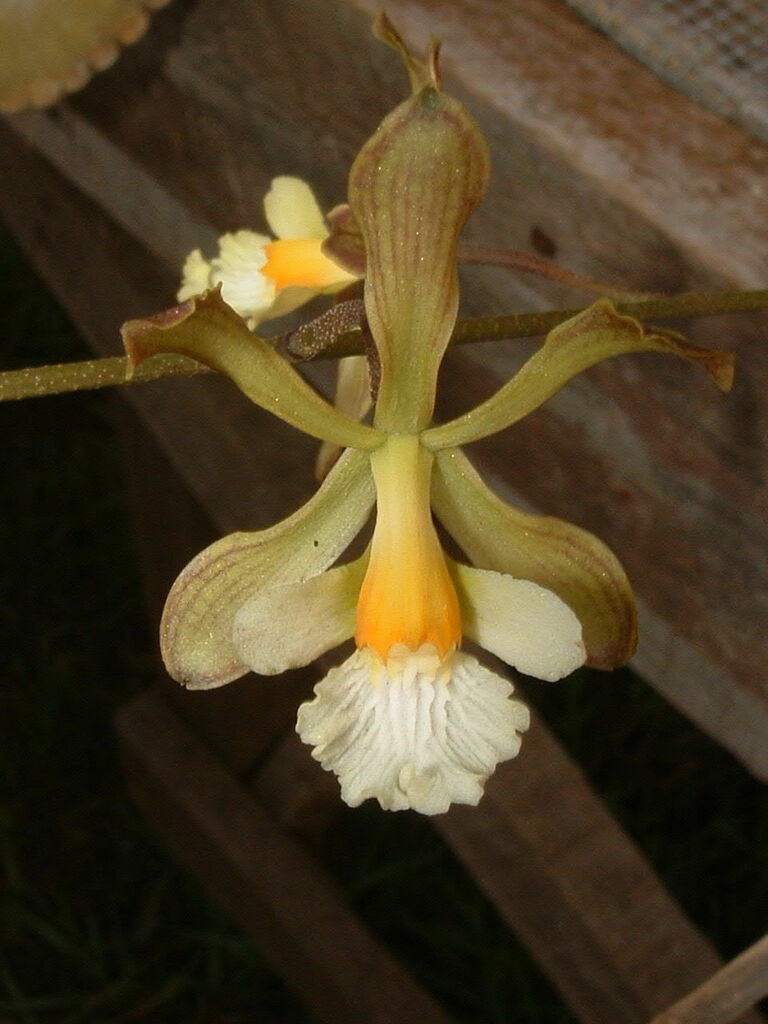 Encyclia papillosa