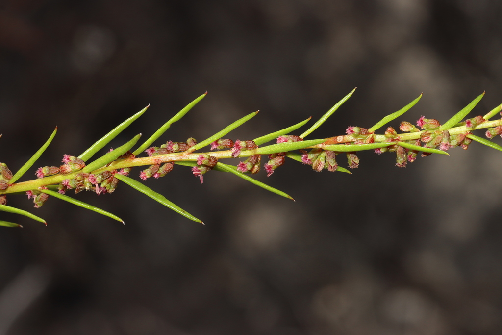 Cypselocarpus