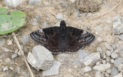 Erynnis baptisiae