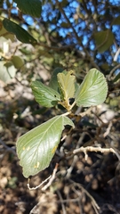 Ceanothus arboreus