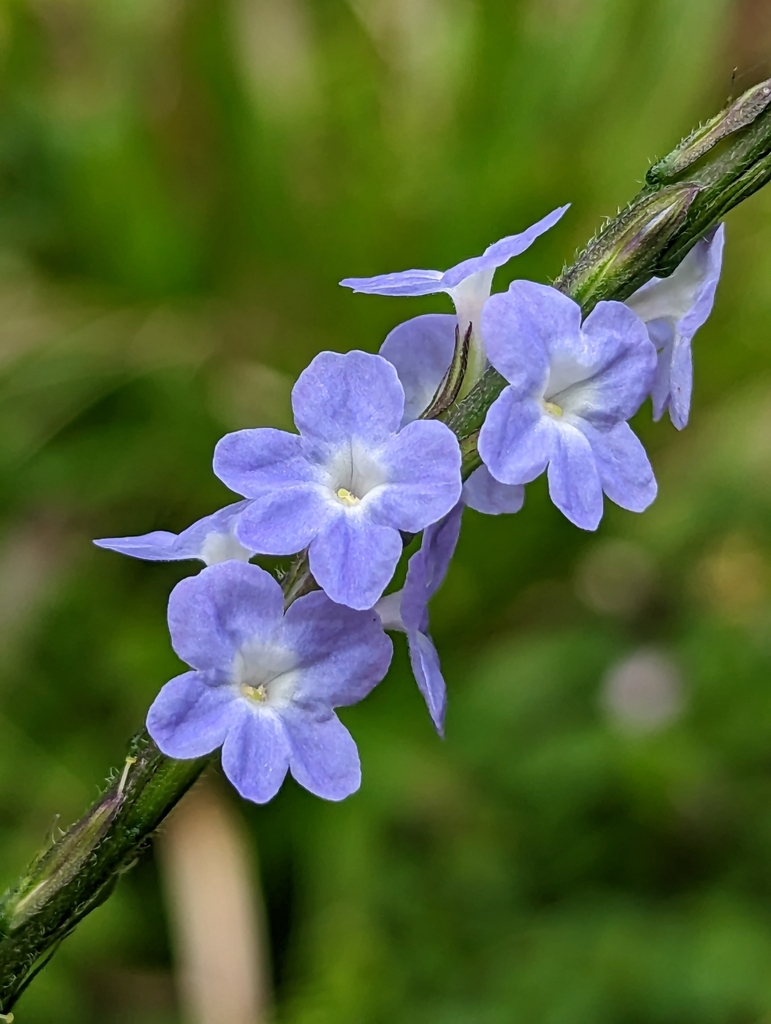 Stachytarpheta cayennensis