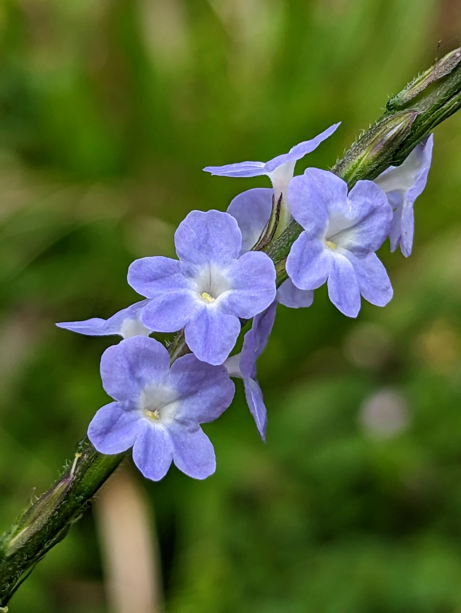 Stachytarpheta cayennensis