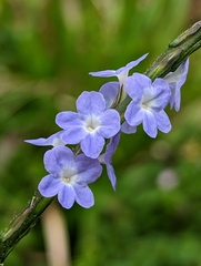 Verbena Falsa