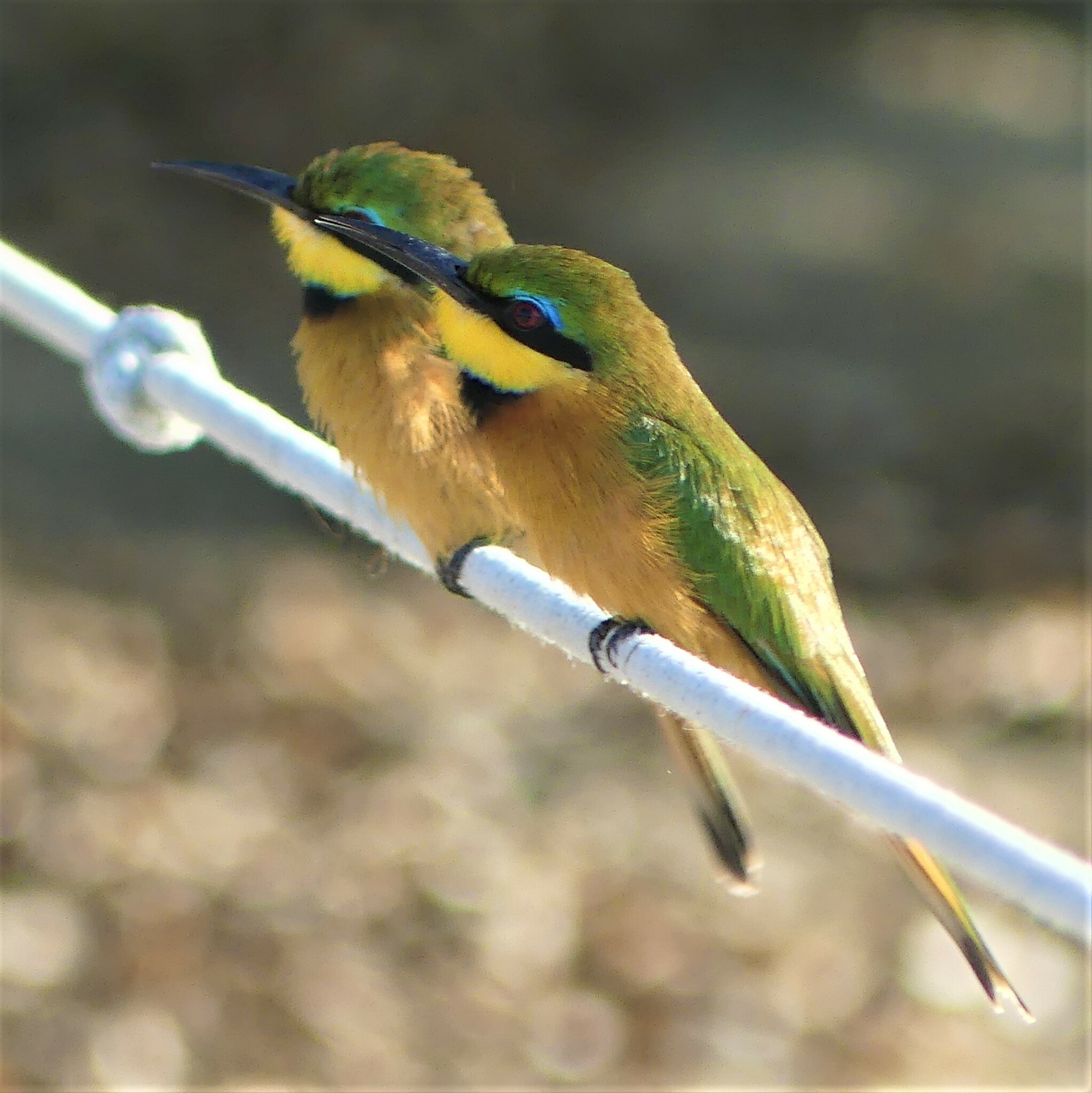 Merops pusillus meridionalis (Sharpe, 1892)