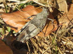 Oedipoda caerulescens