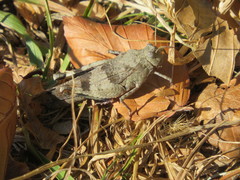 Oedipoda caerulescens