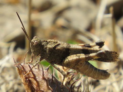 Oedipoda caerulescens