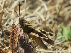 Oedipoda caerulescens
