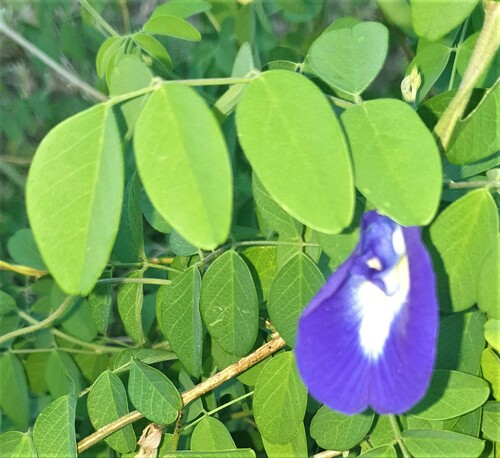 Clitoria image