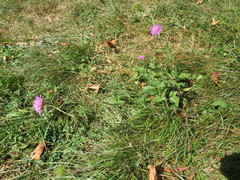 Knautia transalpina