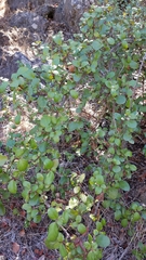 Ribes viburnifolium