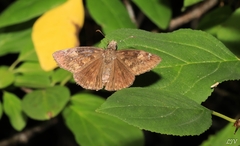 Erynnis baptisiae