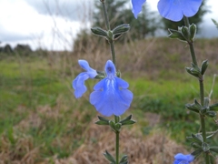 Salvia reptans