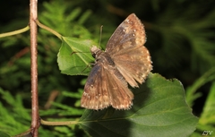 Erynnis baptisiae