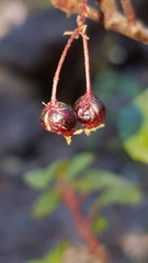Ribes viburnifolium
