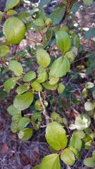 Ribes viburnifolium