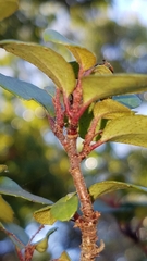Ribes viburnifolium