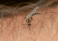 Aedes trivittatus
