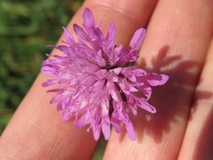 Knautia transalpina